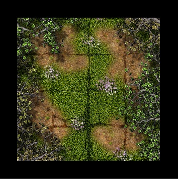 Forêt - Clairière